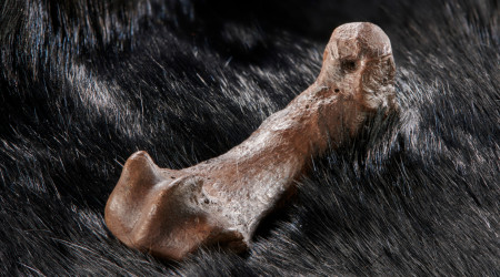 Mittelfußknochen eines Höhlenbären mit Schnittspuren auf einem Fell (Quelle: Volker Minkus)